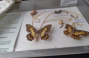 butterflies in a display case